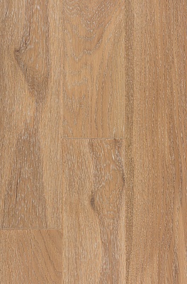 Дуб Адмиралтейский