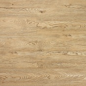 Дуб Золотистый