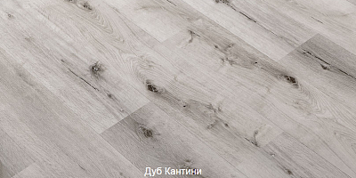 Дуб Кантини