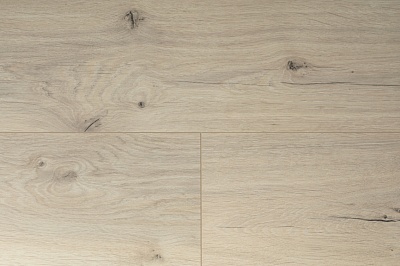 DYPV254 Дуб Намур