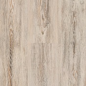 Сосна Лагерта Cветлая