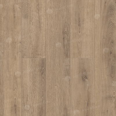 Дуб Карамель